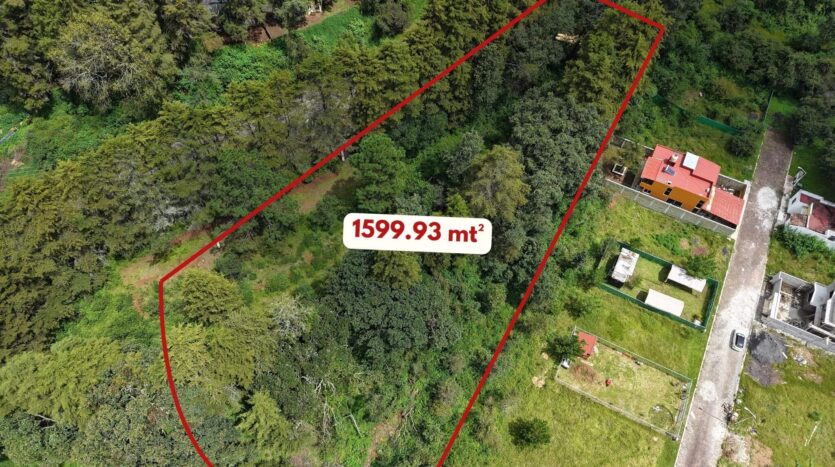 Bosque Pontezuelas L-015