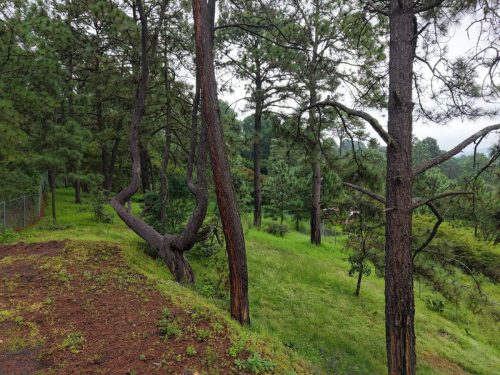 dji fly 20250920 093732 0452 1758576204409 photo